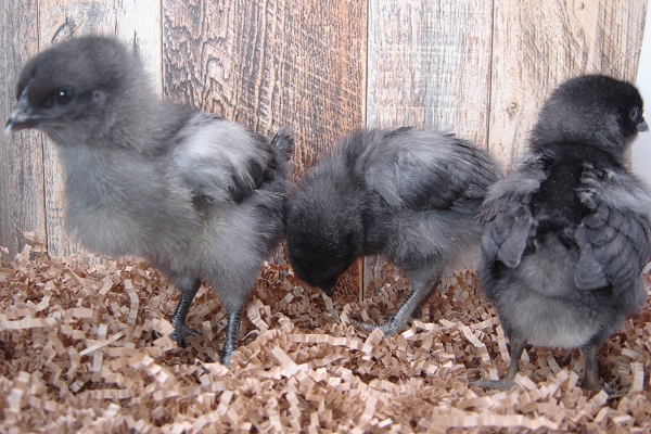 3 Pullet Chicks Week 1 - Steel Blue Novagen